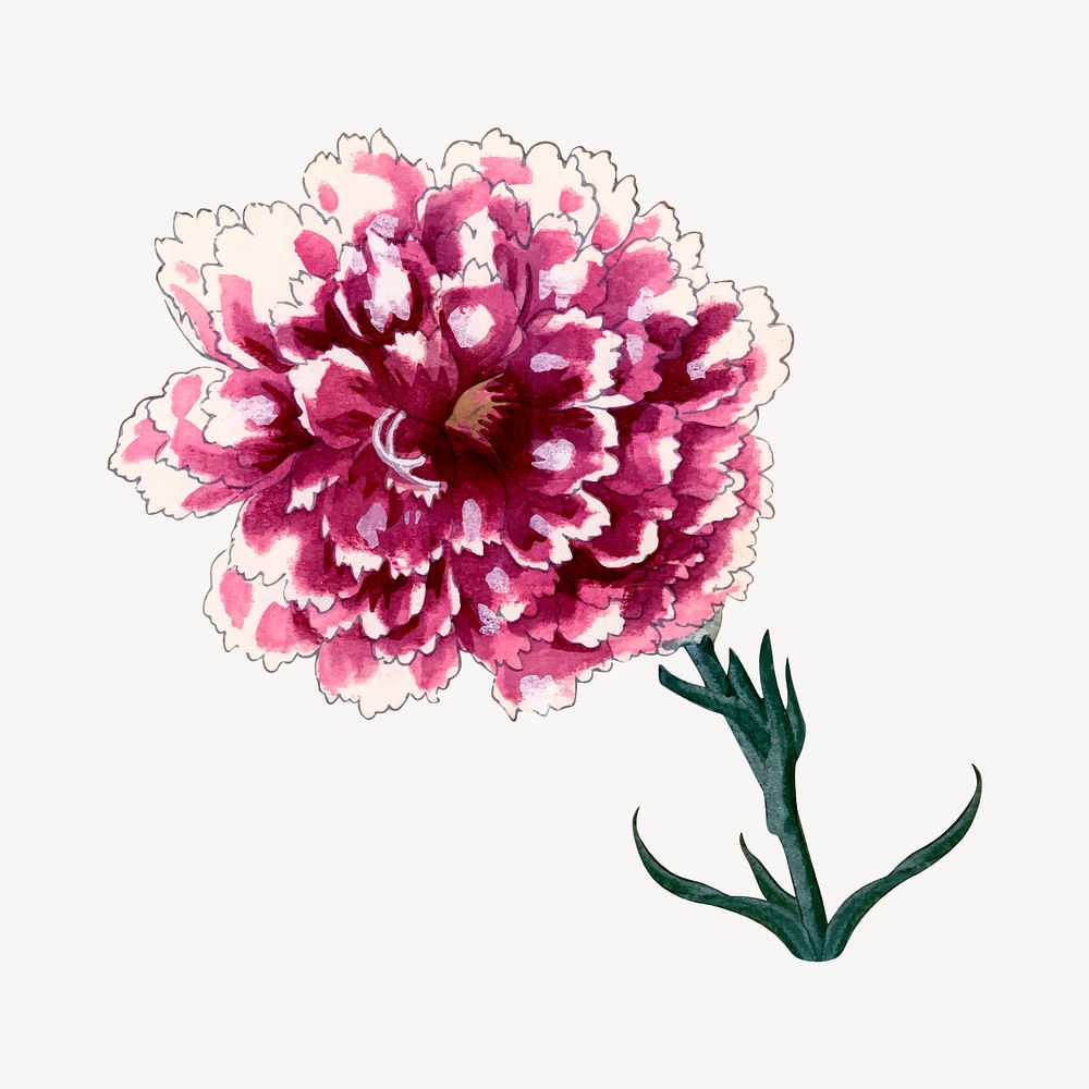 Carnation flower collage element, vintage Japanese art vector