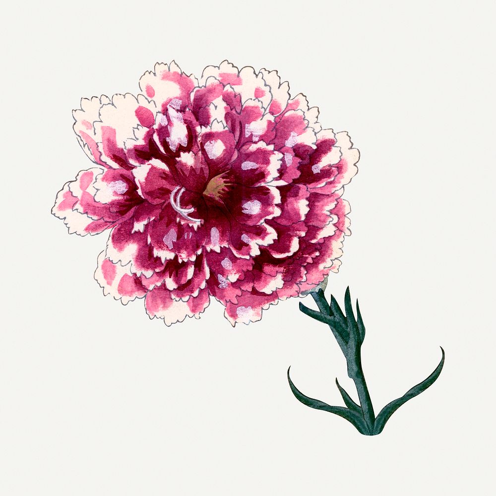 Carnation flower illustration, vintage Japanese art painting