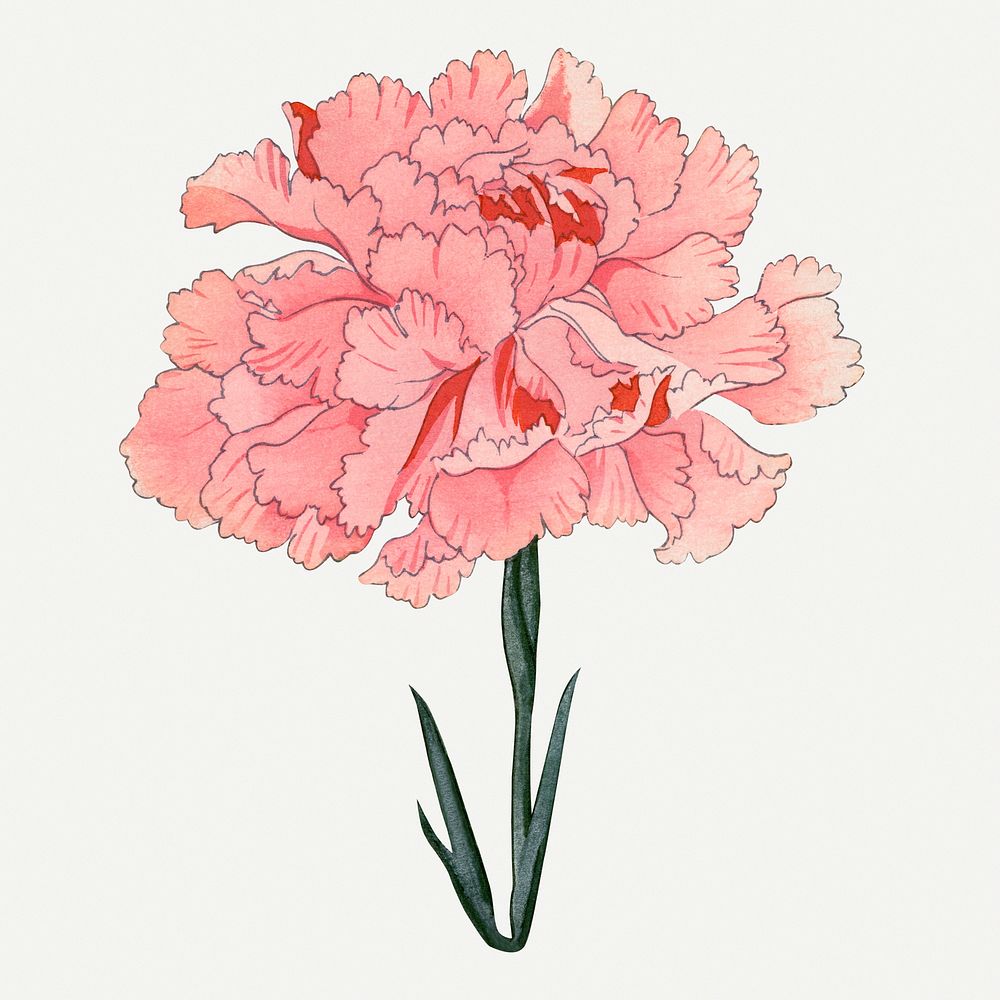 Carnation flower illustration, vintage Japanese art painting