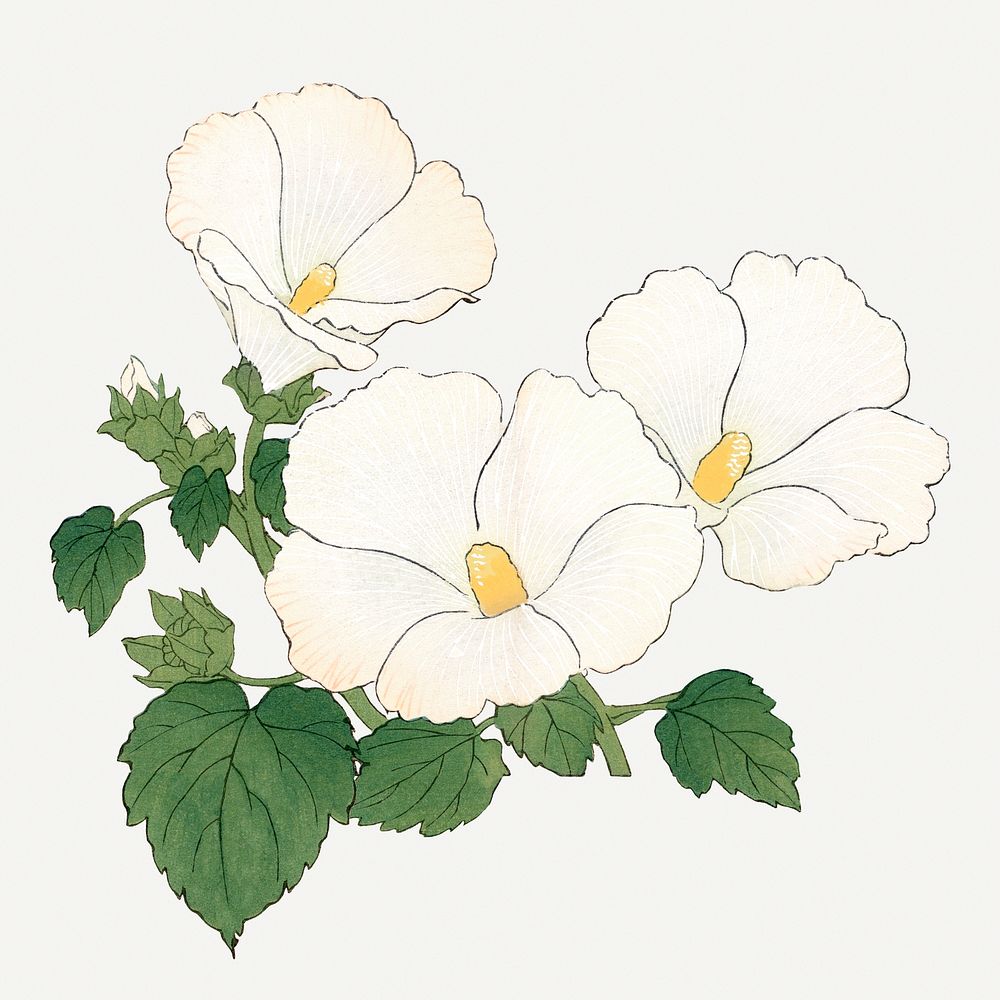 Mallow flower illustration, vintage Japanese art painting