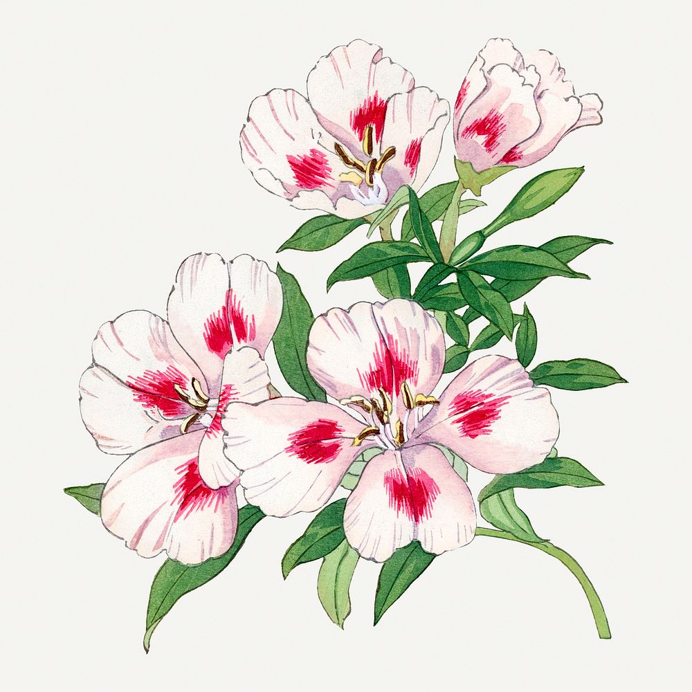 Godetia flower illustration, vintage Japanese art painting