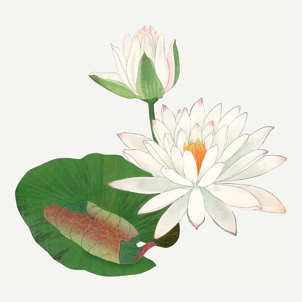 Lotus illustration, vintage Japanese art painting