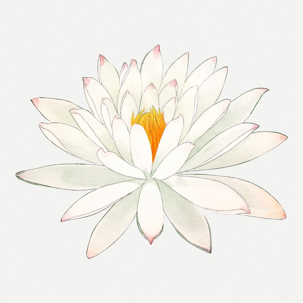 White lotus illustration, vintage Japanese art psd