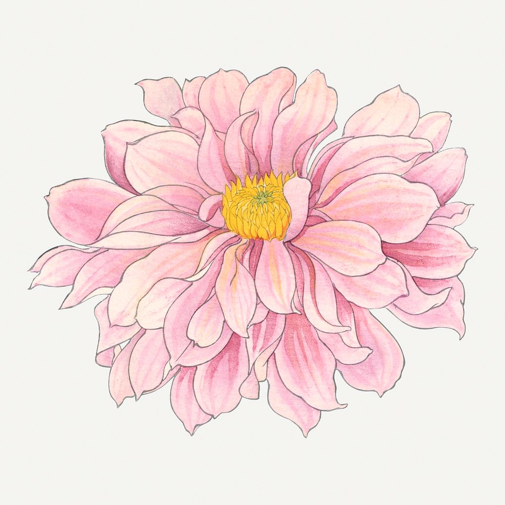 Dahlia flower illustration, vintage Japanese art painting