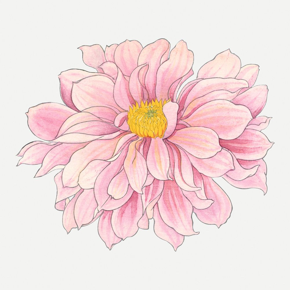Pink dahlia flower illustration, vintage Japanese art psd