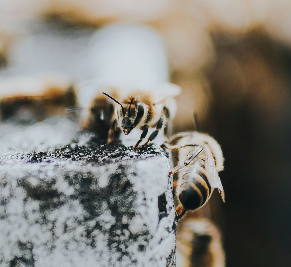 A swarm of bees on concrete