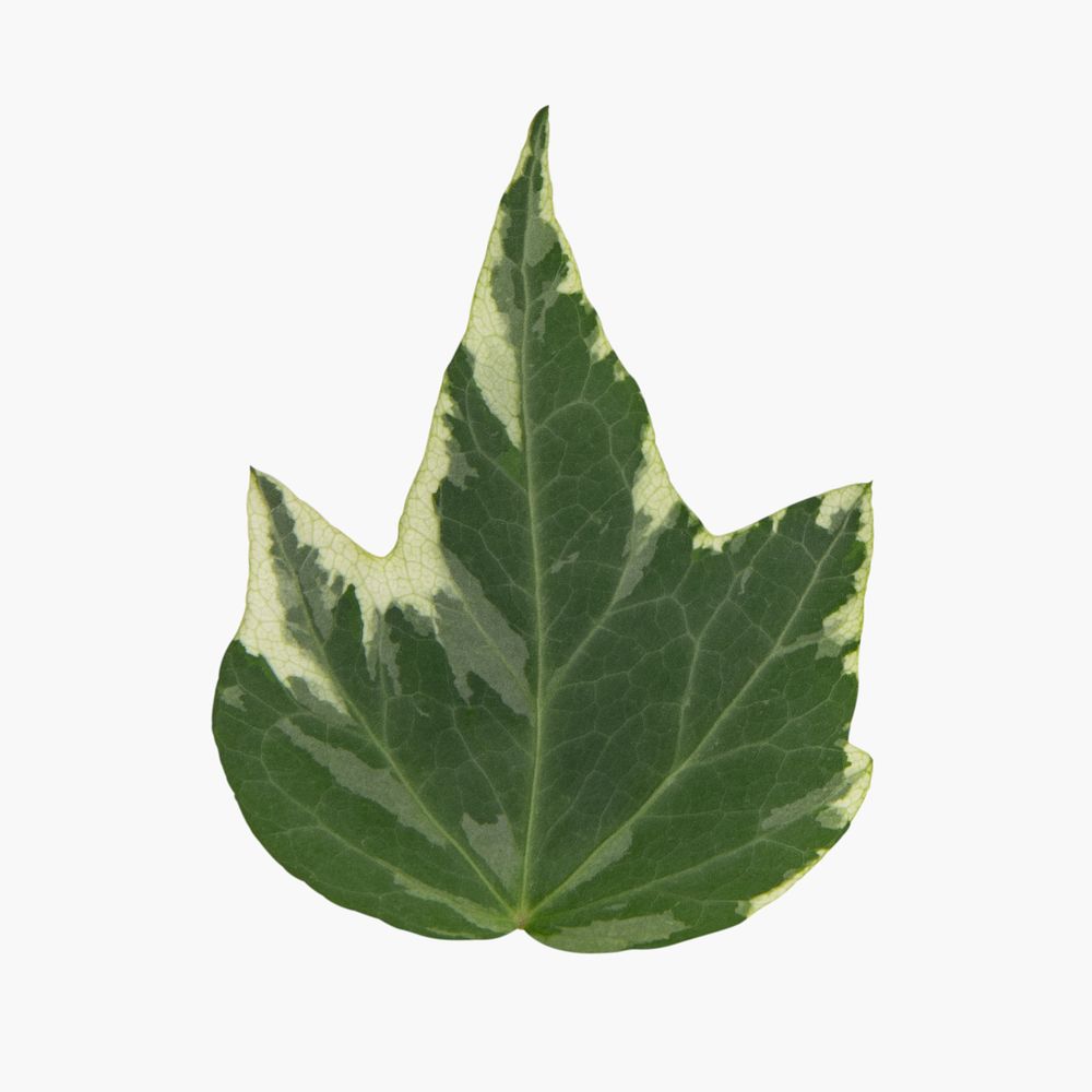 English Ivy plant leaf on white background