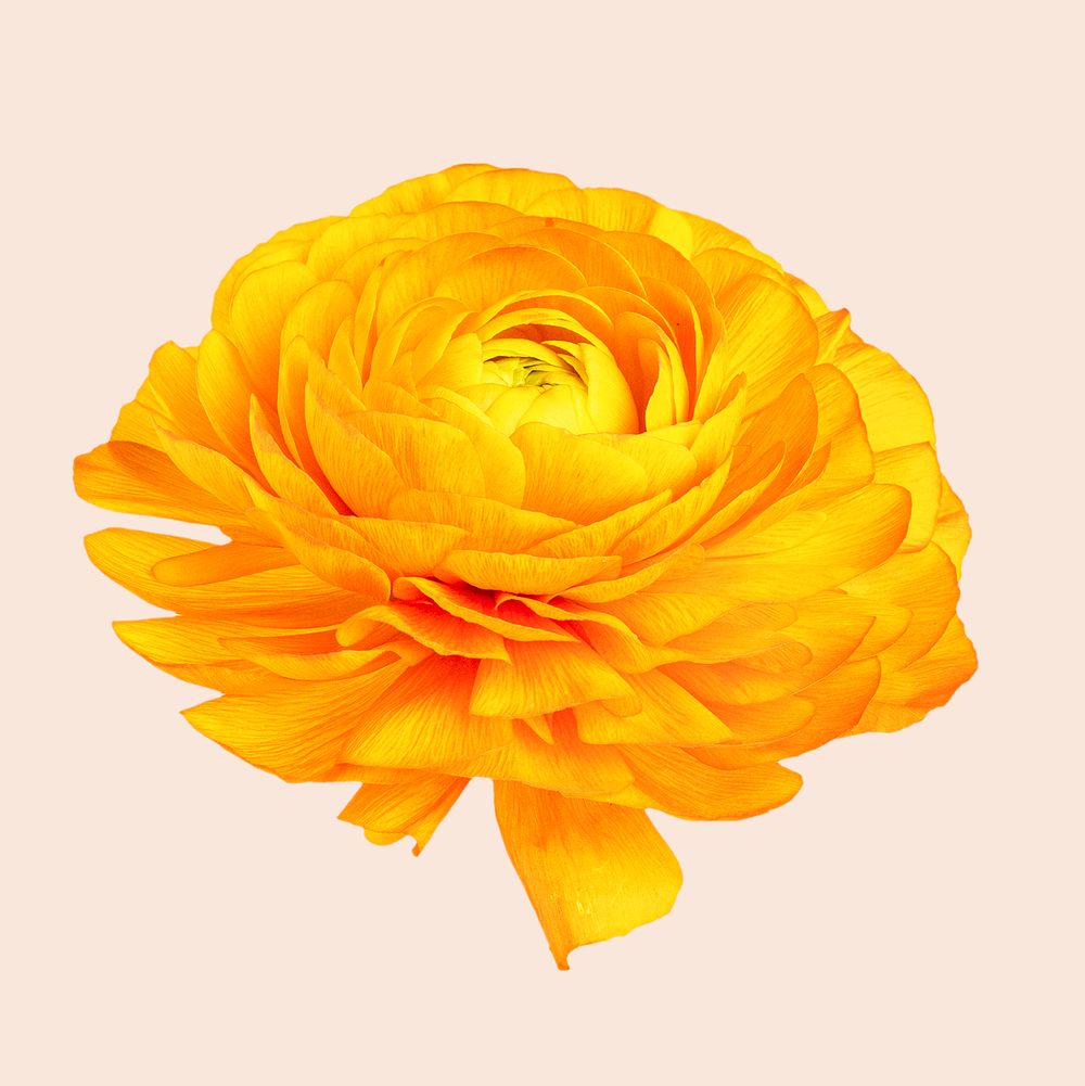 Bright yellow ranunculus flower 
