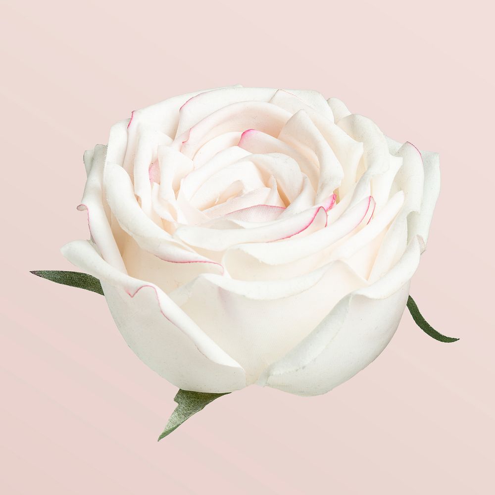 Blooming white rose flower on a pink background