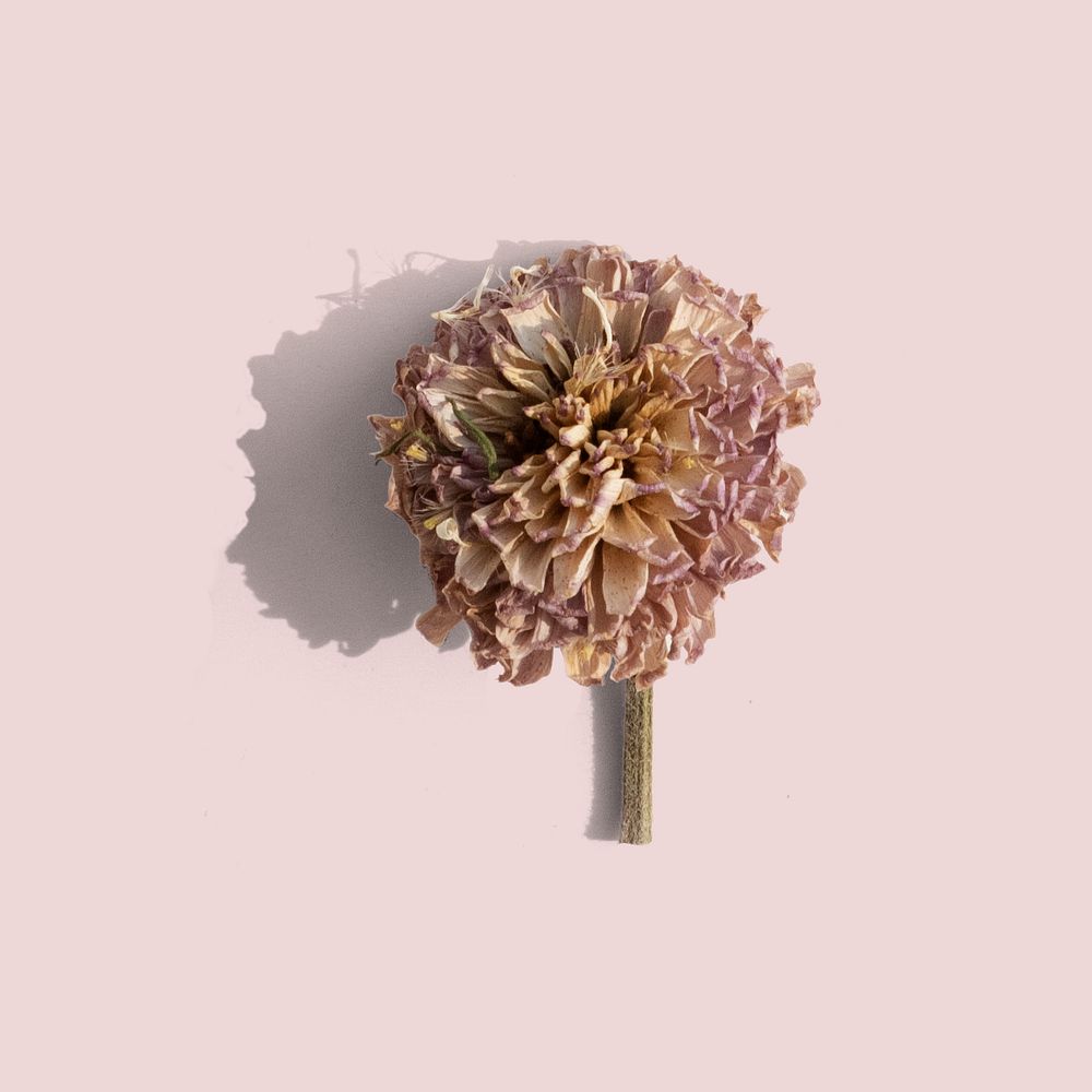 Dried chrysanthemum flower on a pink background