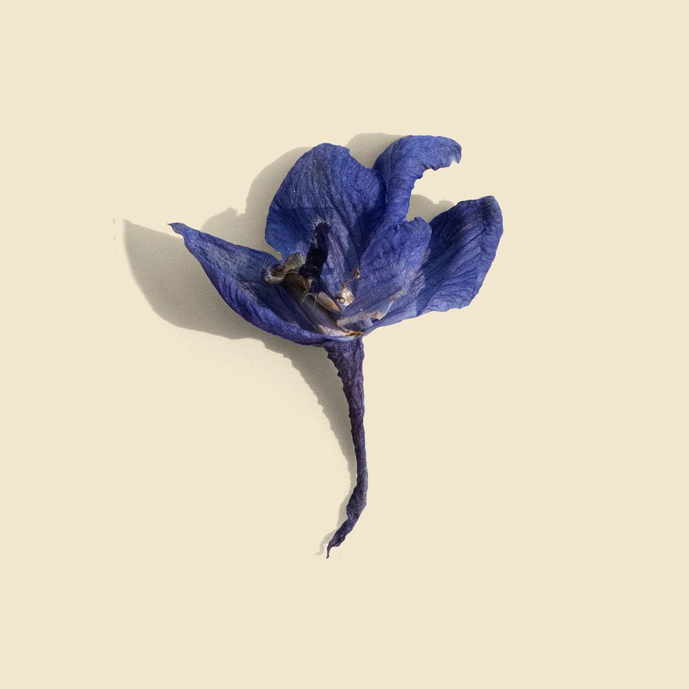 Dried blue delphinium flower on a beige background