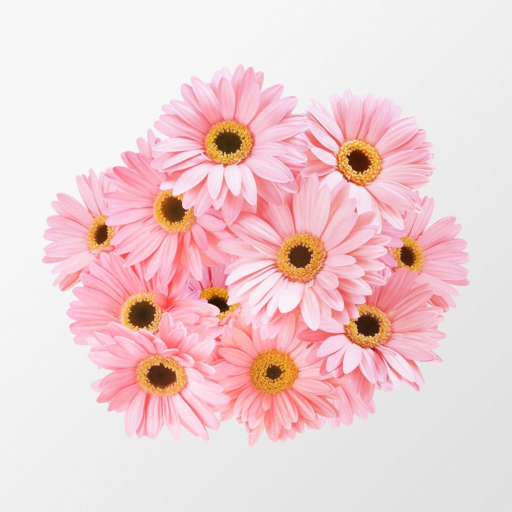 Pink gerbera daisy, flower collage element psd