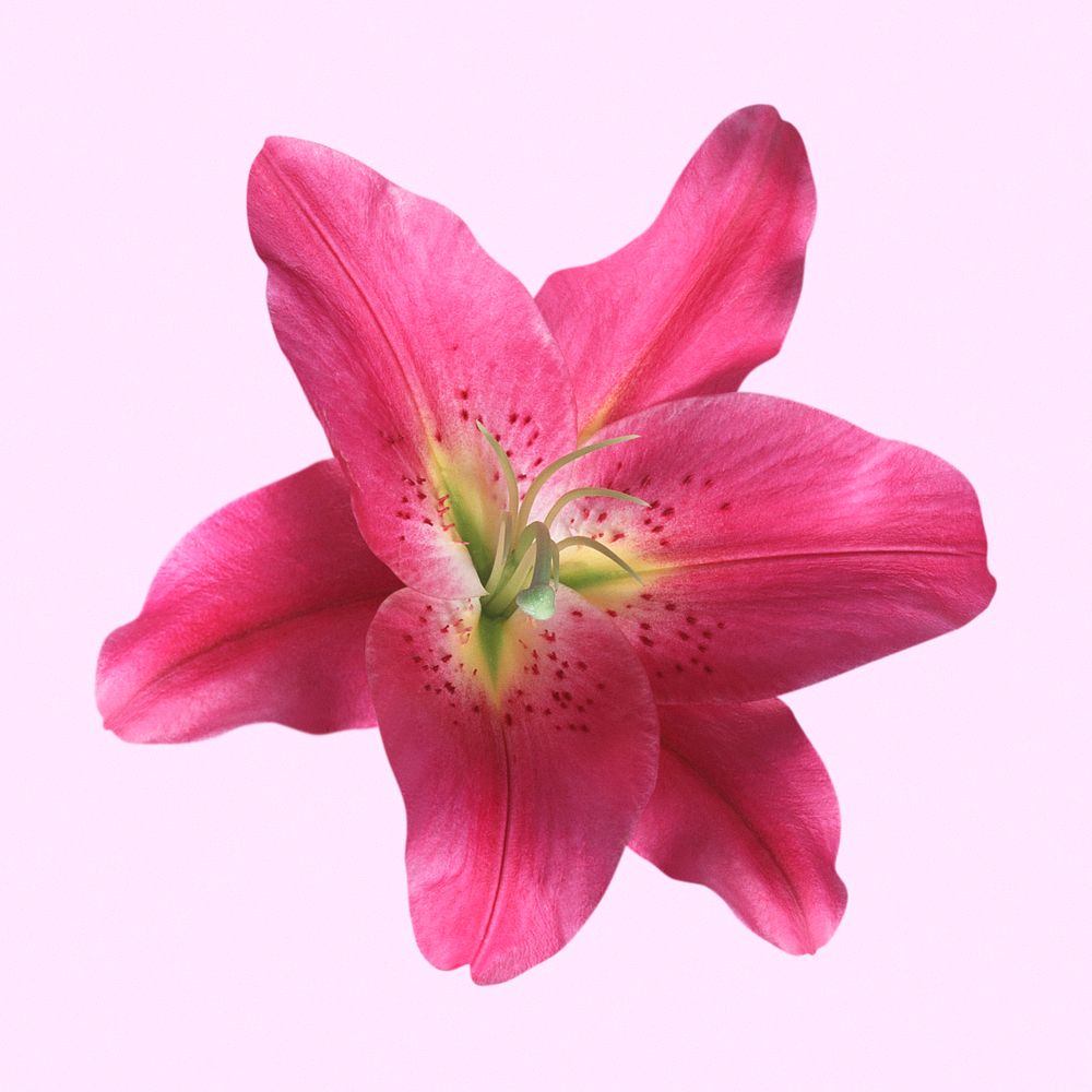 Pink oriental lily, flower collage element psd