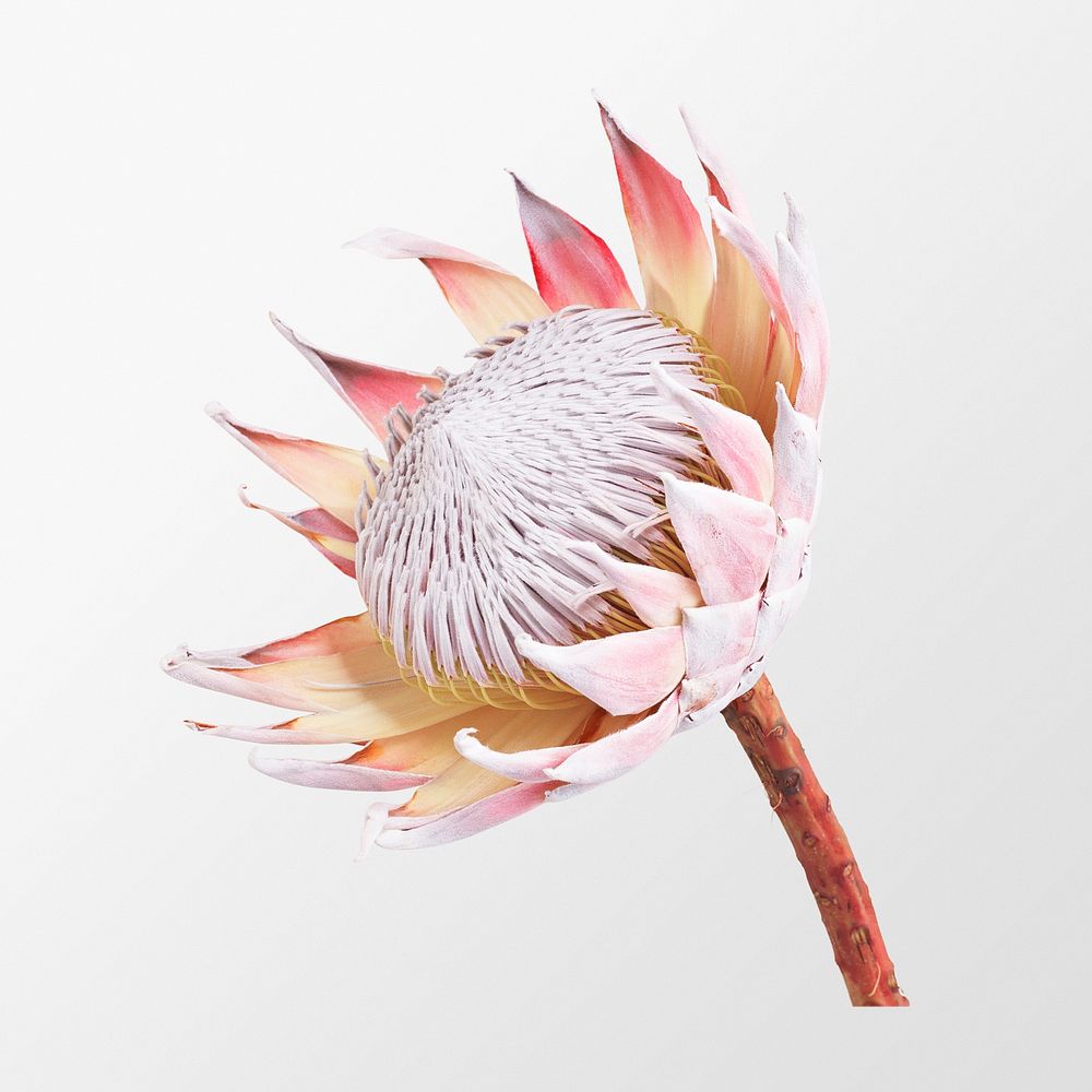 King protea, flower clipart psd