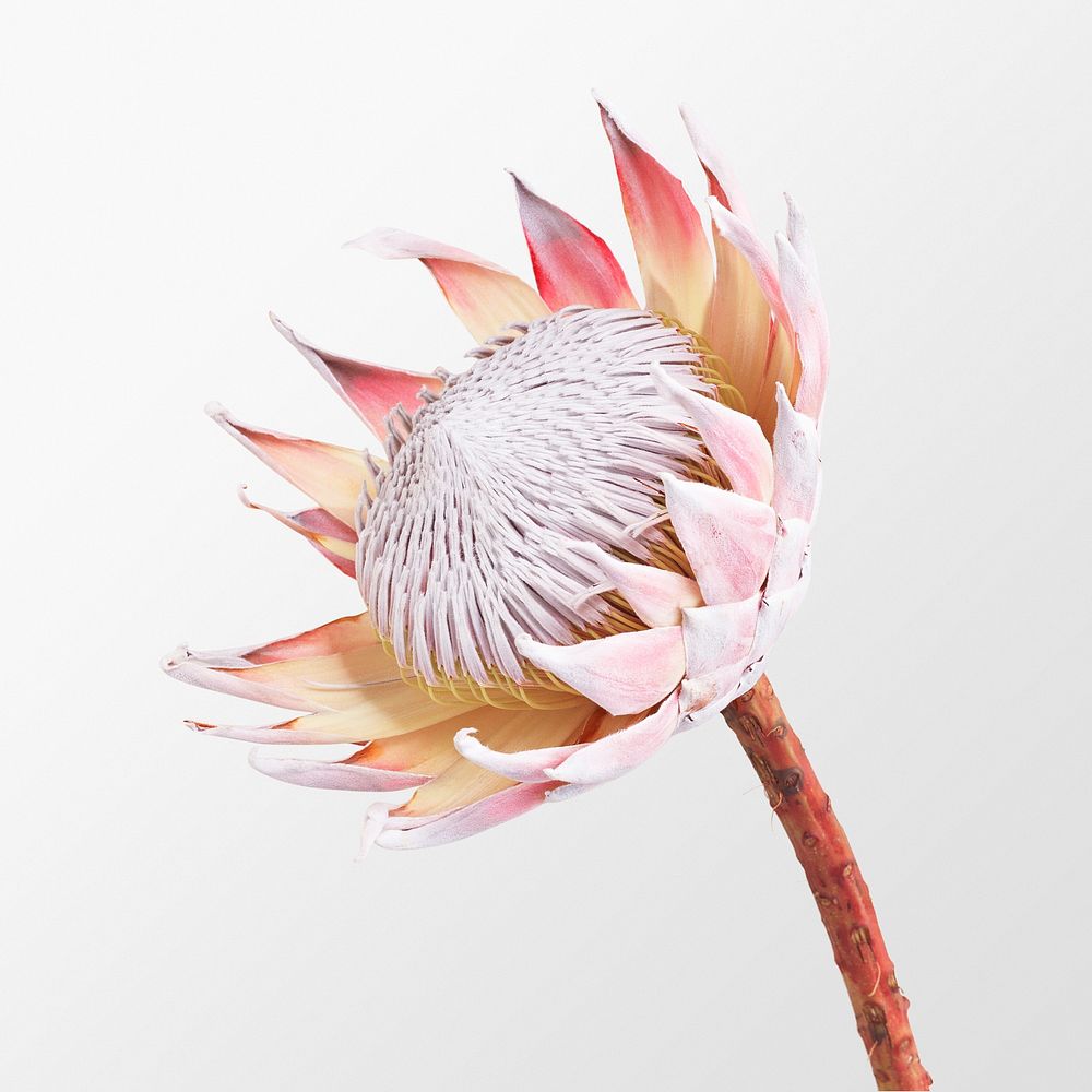 King protea, pink flower clipart