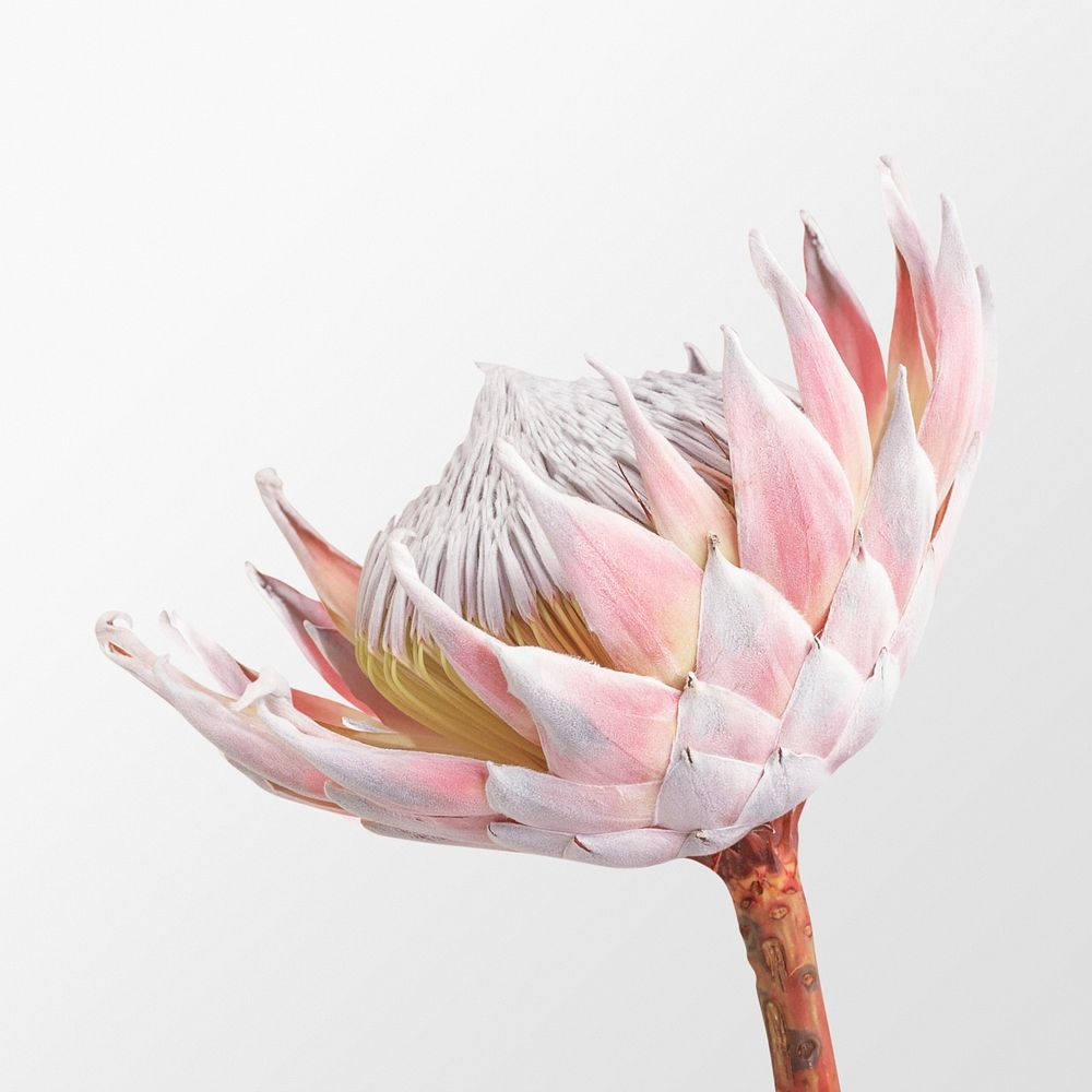 Pink king protea, flower clipart