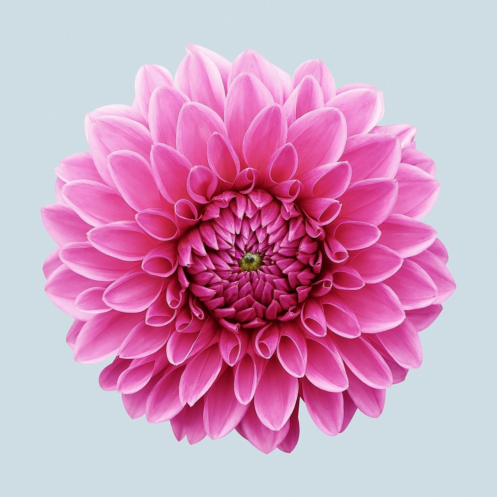 Blooming pink dahlia, flower clipart Free Photo rawpixel