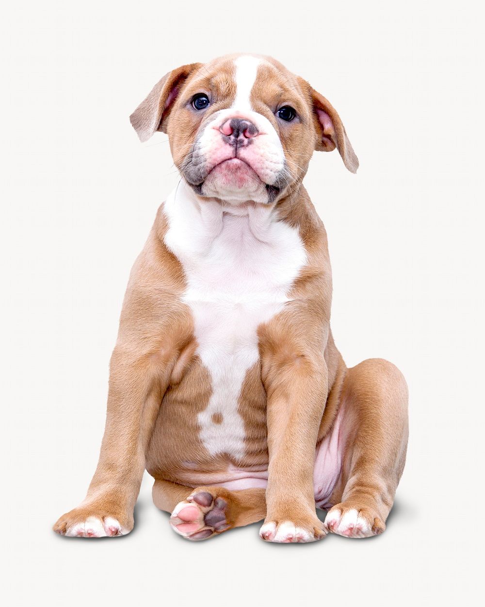 Bulldog  isolated on white, animal design