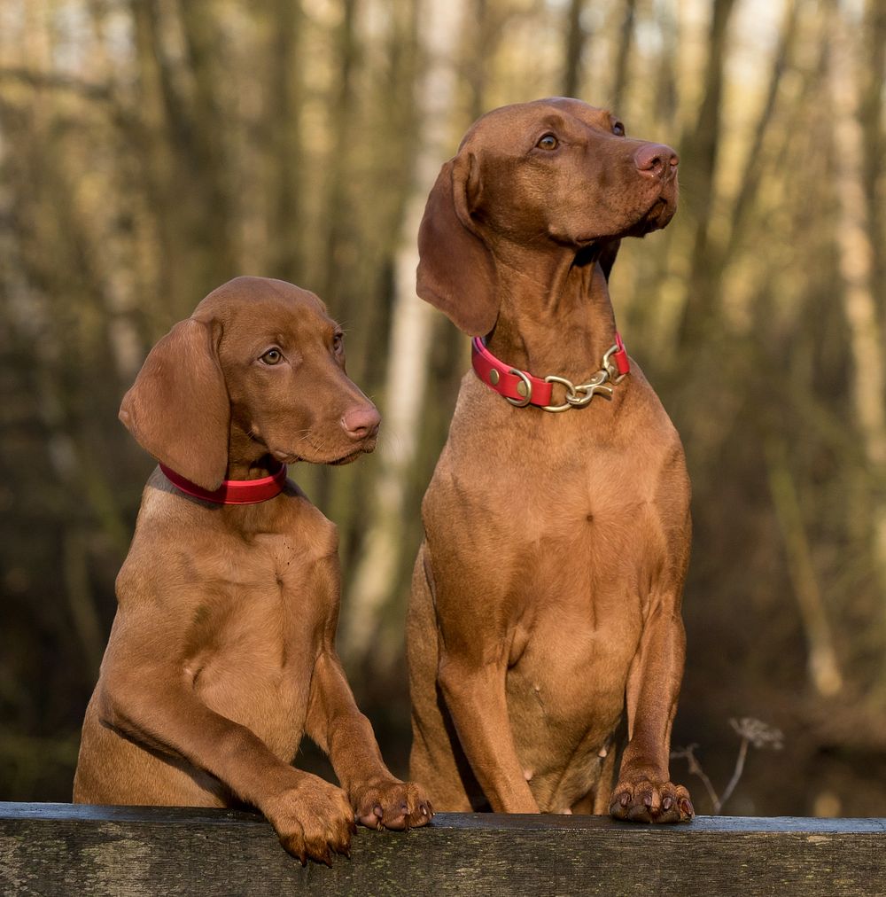 Free two Hungarian vizsla with red collar portrait photo, public domain animal CC0 image.