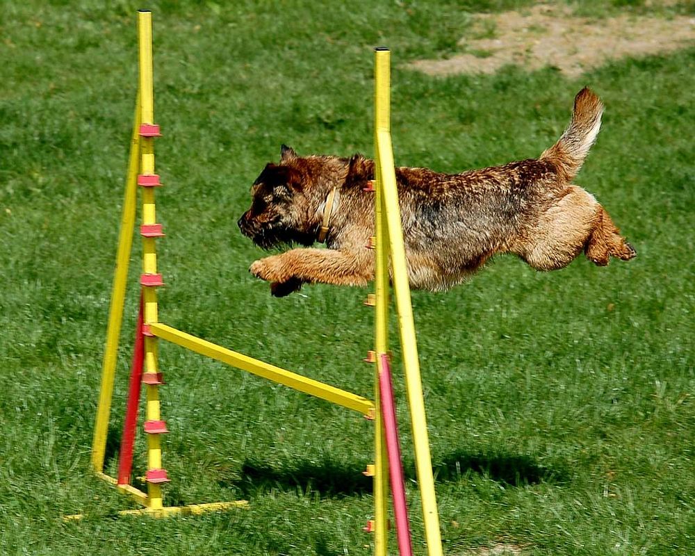 Free Miniature Schnauzer dog during competition image, public domain CC0 photo.