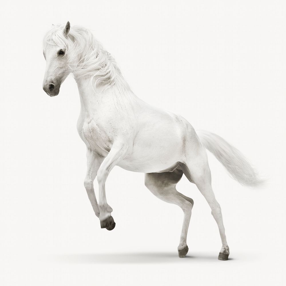White horse isolated on white, animal design