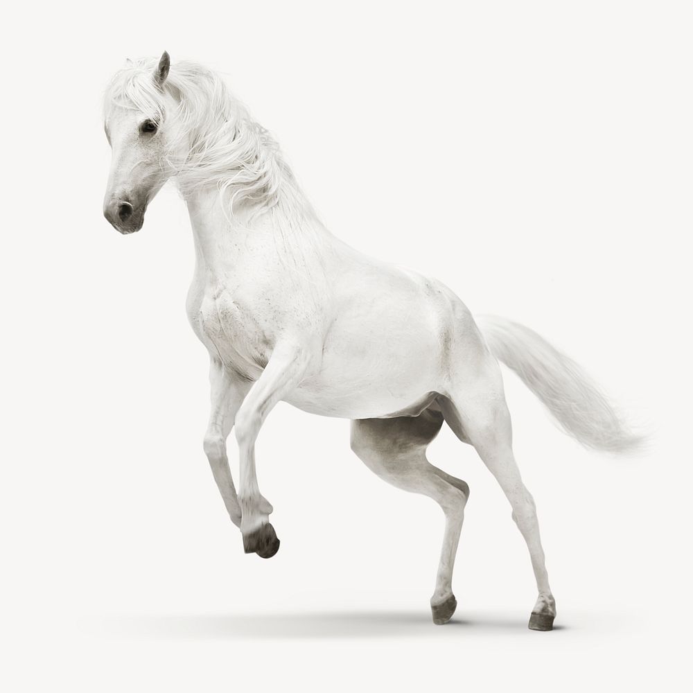 White horse isolated on white, real animal design psd