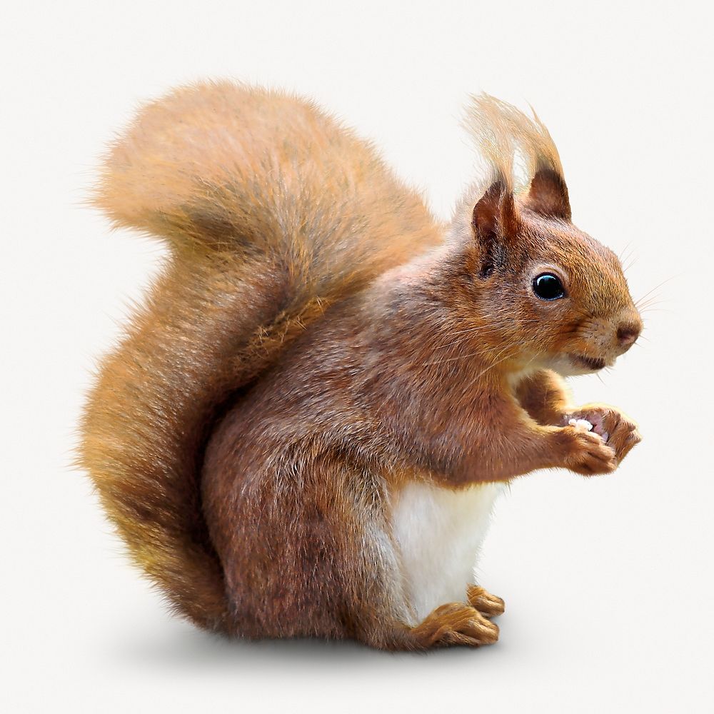 Cute  squirrel isolated on white, real animal design psd