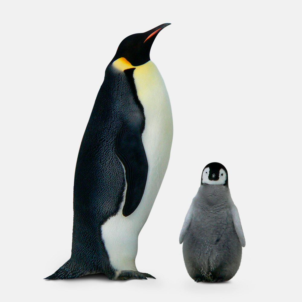 King penguin sticker, animal design psd
