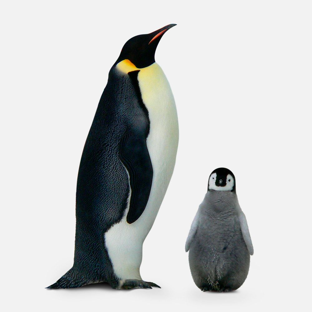 King penguin clipart, cute animal design