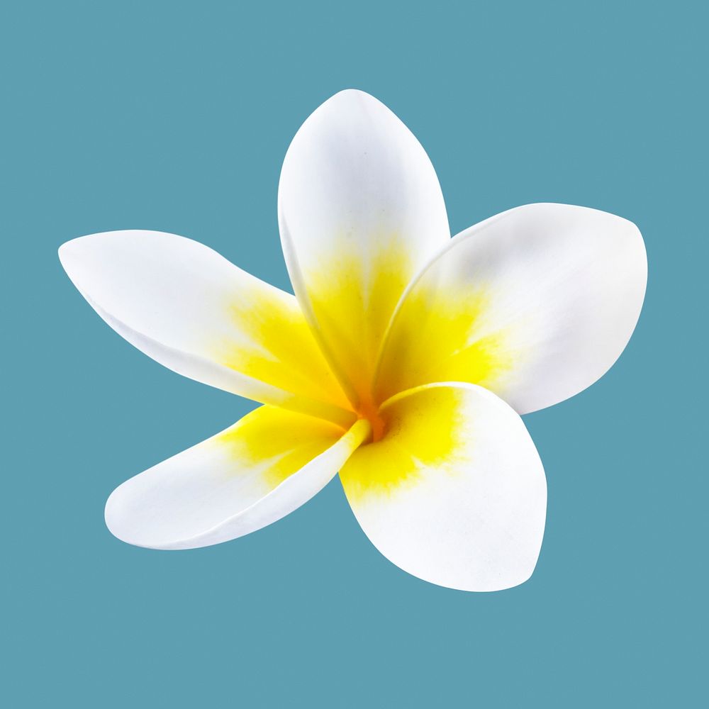 White plumeria, spring flower clipart