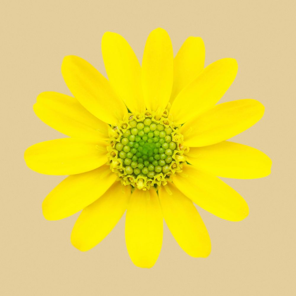 Yellow flower, sanvitalia clipart psd