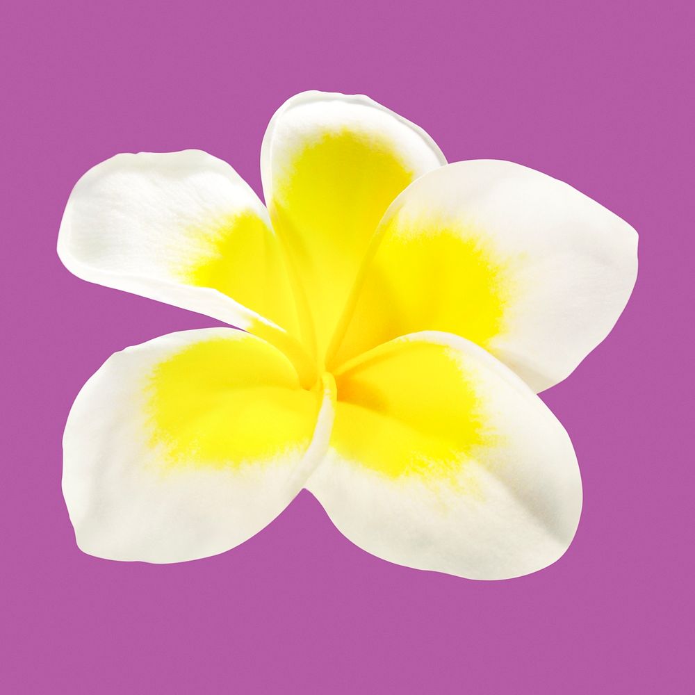 White frangipani, spring flower clipart