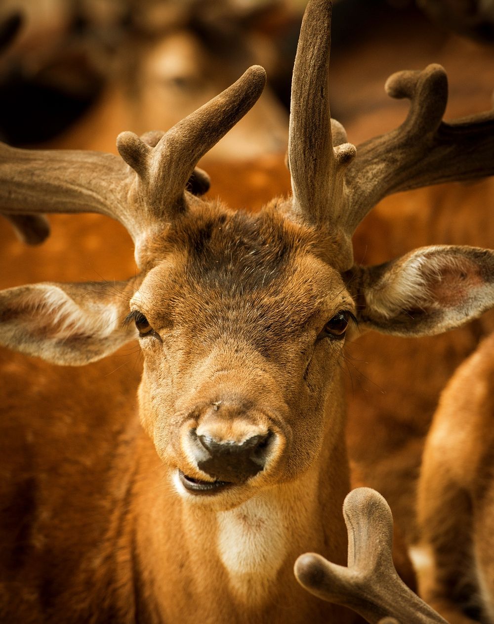 Free deer with big horns closeup photo, public domain animal CC0 image.