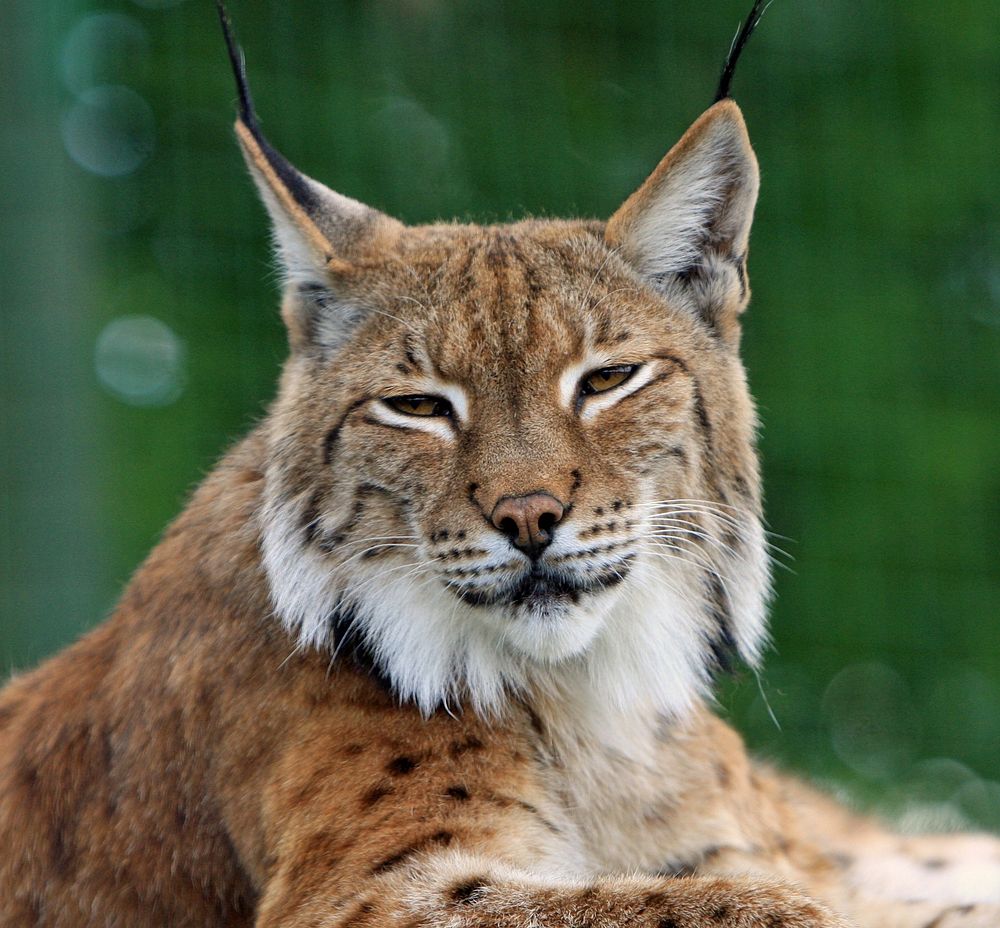 Free lynx, wildlife image, public domain CC0 photo.