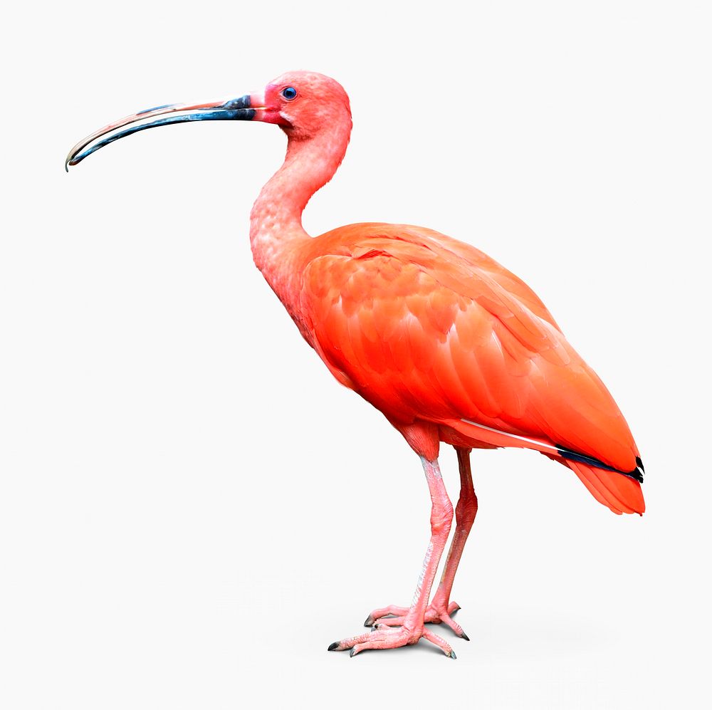 Pink bird clipart, scarlet ibis isolated design