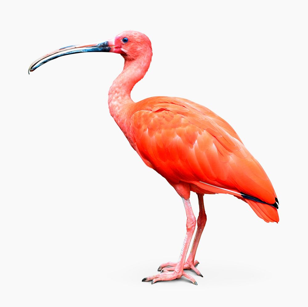 Scarlet ibis sticker, animal design psd