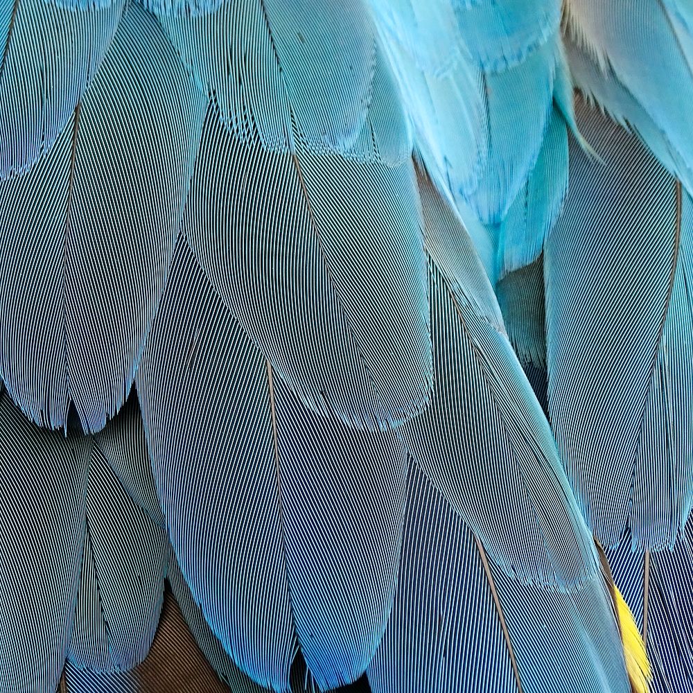 Parrot feathers texture, animal close up background