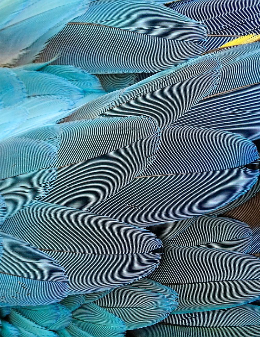 Blue parrot feathers pattern, animal close up background