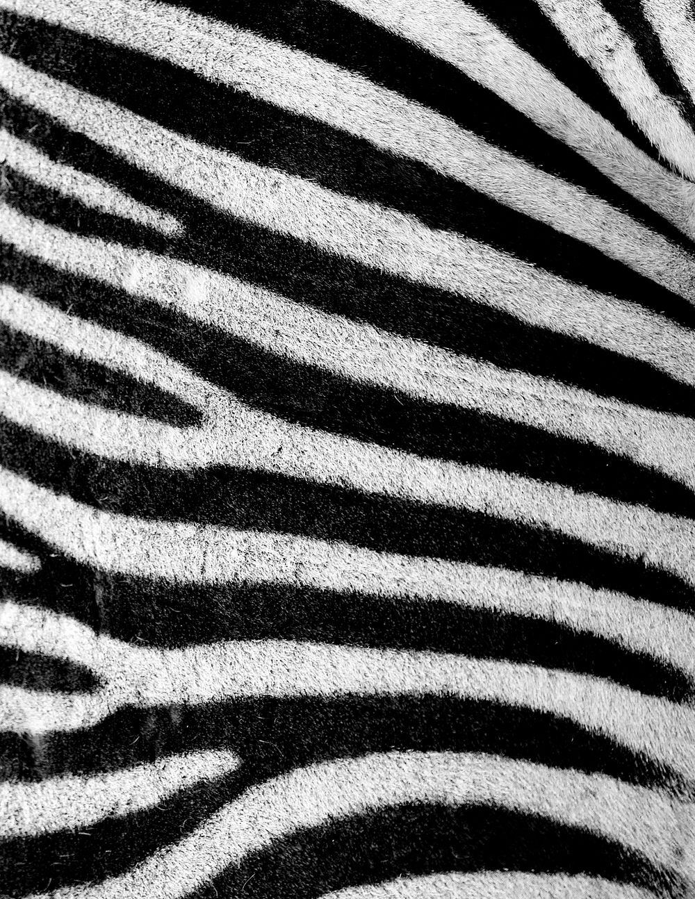 Zebra pattern, black and white stripe background
