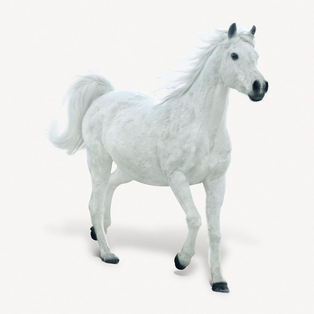 White horse isolated on white, real animal design psd