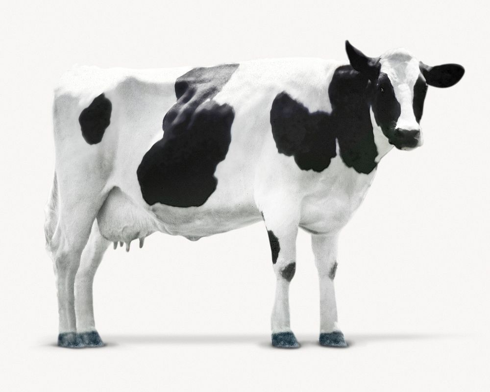 Cow isolated on white, animal design
