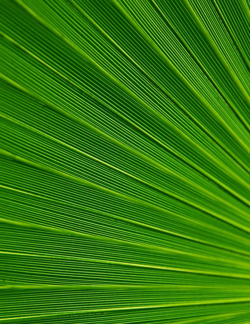 Close up palm leaf background, nature design