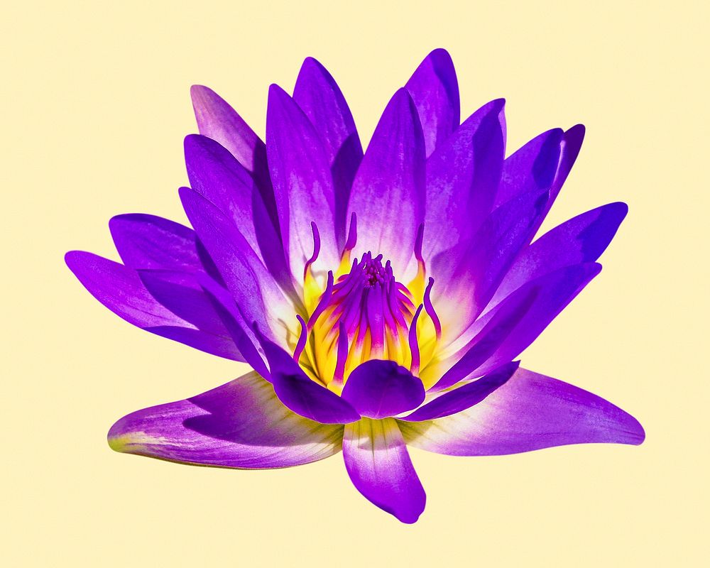 Purple water lily, flower collage element psd