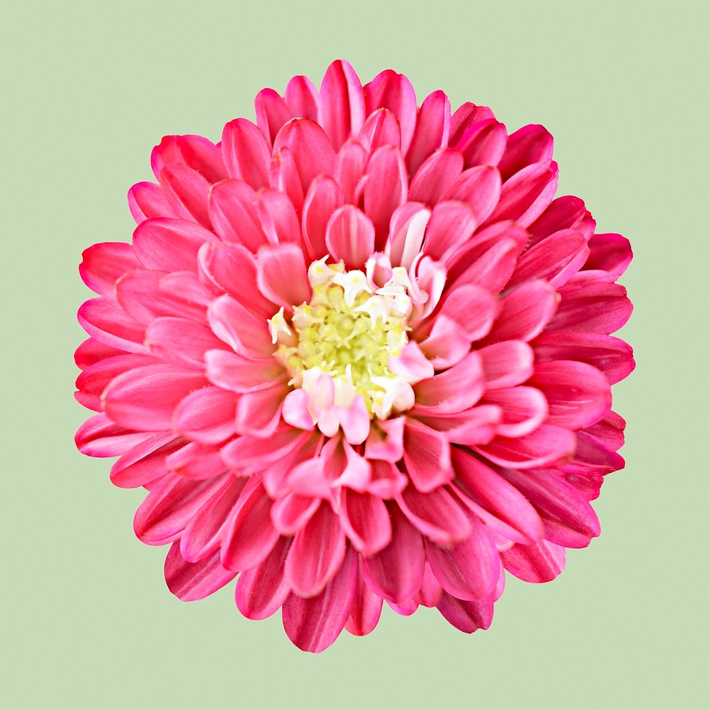 Pink dahlia, spring flower clipart