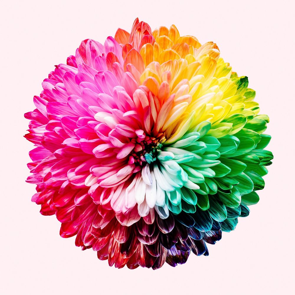 Colorful chrysanthemum, flower collage element psd