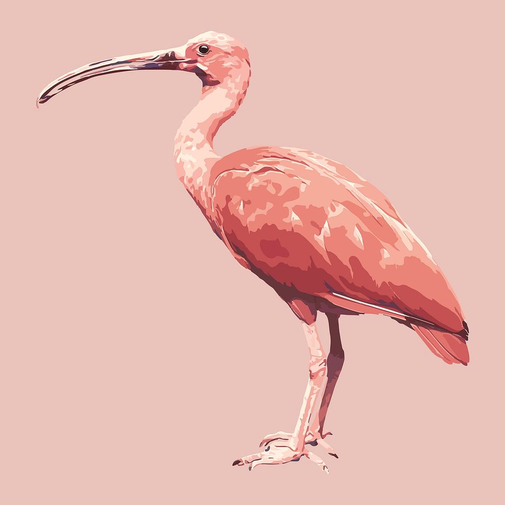 Ibis bird clipart, aesthetic illustration