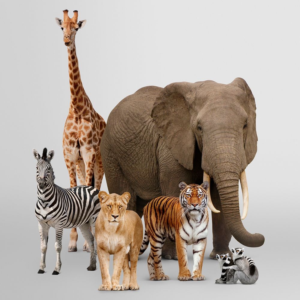 Animal safari, wildlife, zoo campaign