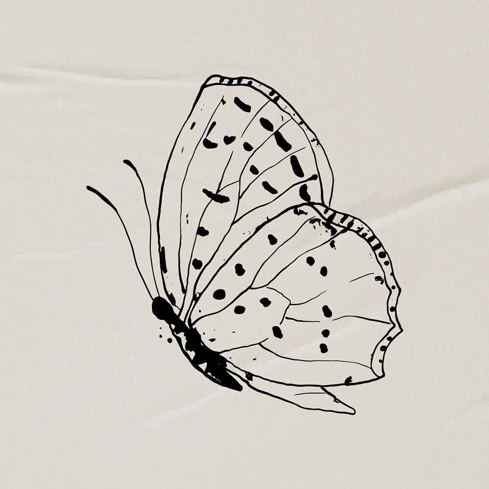 Butterfly line art clip art, hand drawn illustration