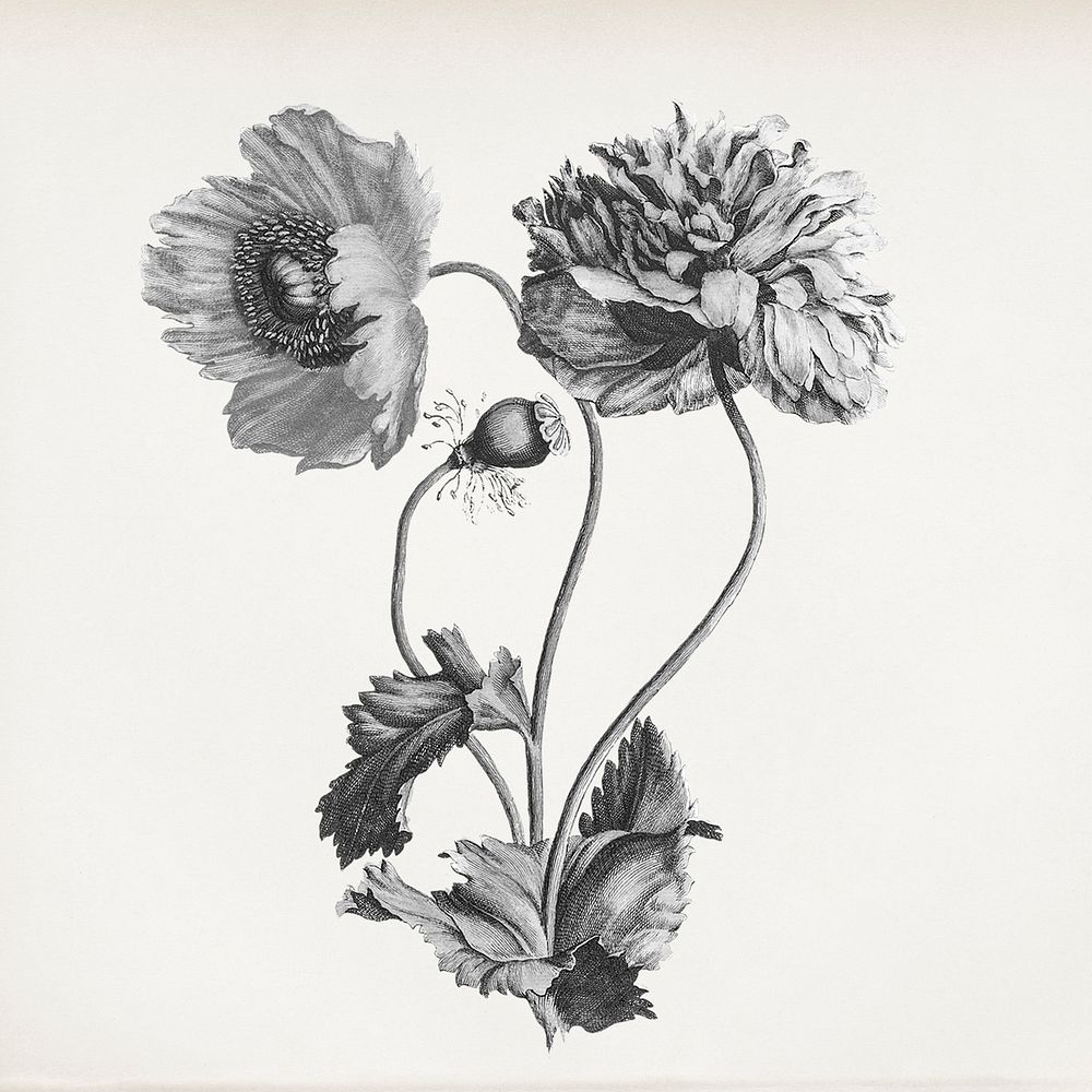 Vintage Chrysanthemum flower illustration, black and white drawing
