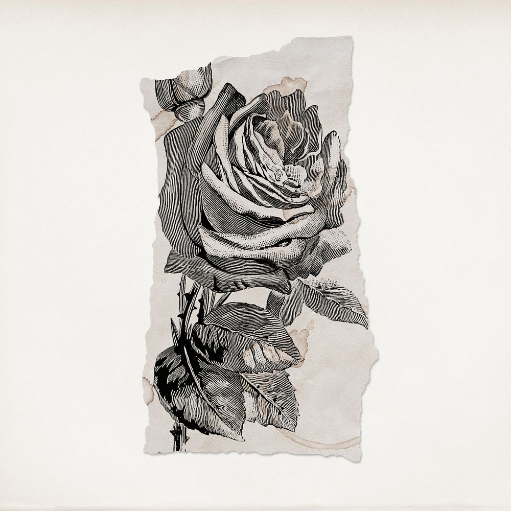 Vintage rose flower illustration, black and white drawing